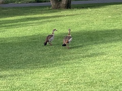 Alopochen aegyptiaca