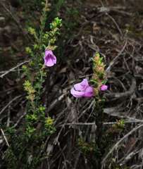 Prostanthera decussata