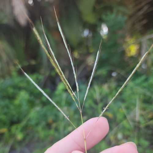 Bothriochloa pertusa observed 2026-09-28
