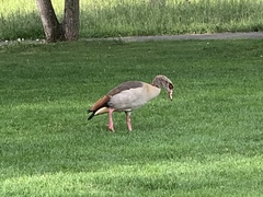 Alopochen aegyptiaca