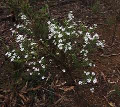 Olearia minor