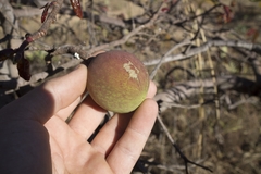 Hancornia speciosa