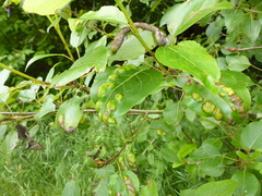 Taphrina populi-salicis