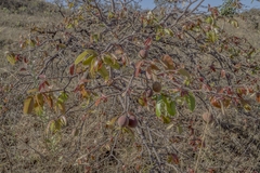 Hancornia speciosa