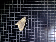 Glaphyria sesquistrialis