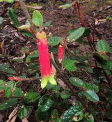 Correa reflexa reflexa