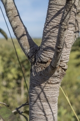 Hancornia speciosa