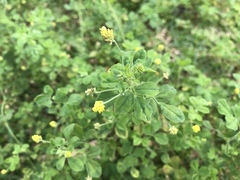 Medicago lupulina