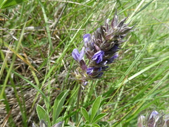 Pediomelum cuspidatum