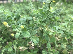 Medicago lupulina