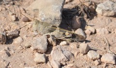 Leprus