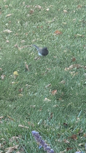 Dark-eyed Junco