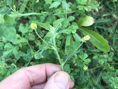 Medicago lupulina