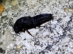 Platydracus fossator