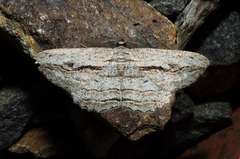 Scioglyptis loxographa