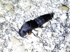 Platydracus fossator