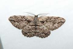 Scioglyptis canescaria