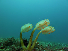 Sycozoa