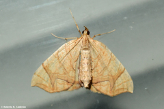 Eulithis gracilineata