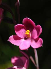 Thelymitra × irregularis