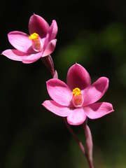 Thelymitra × irregularis