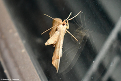 Eulithis gracilineata