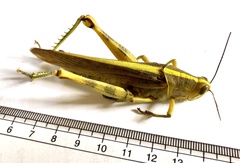 Valanga nigricornis lombokensis