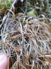 Luzula decipiens