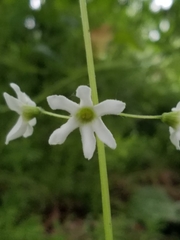Marah oregana