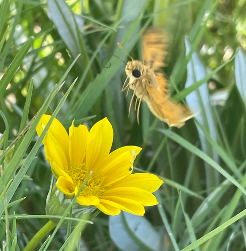 Fiery Skipper