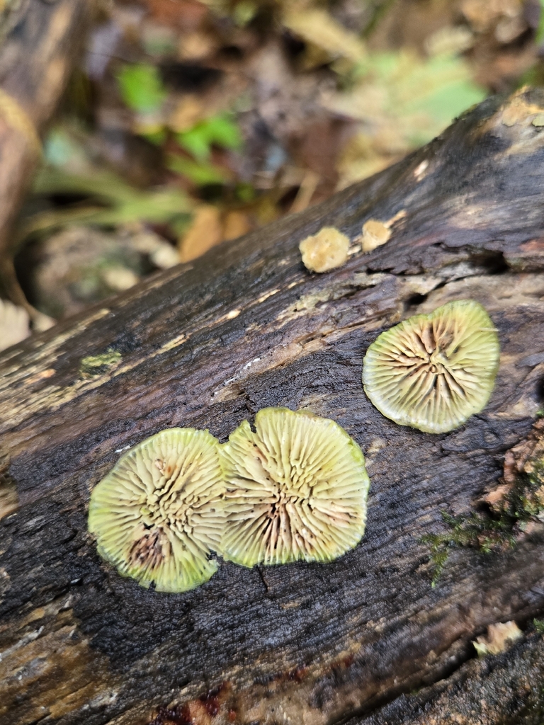 Gilled Polypore · September 2026 · photo: Photo: (c) Alexander Diaz, some rights reserved (CC BY) · iNaturalist