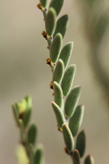 Synostemon elachophyllus