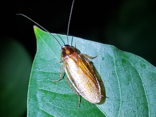 Boll's Wood Cockroach photo 3
