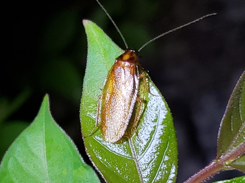 Boll's Wood Cockroach photo 2