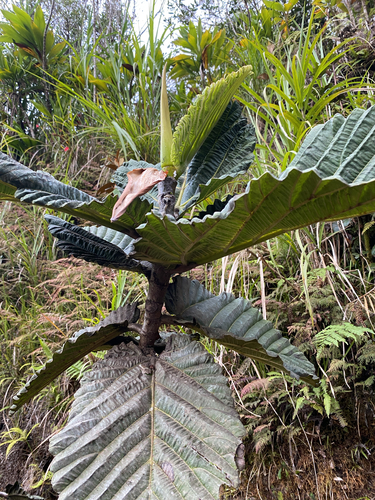 Ficus dammaropsis observed 2026-09-10