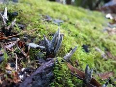 Xylaria castorea