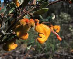 Grevillea chrysophaea