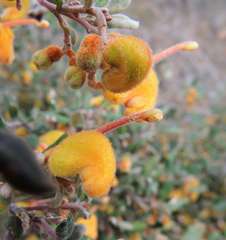 Grevillea chrysophaea