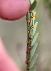Synostemon elachophyllus