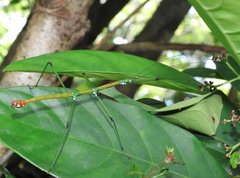 Phraortes stomphax