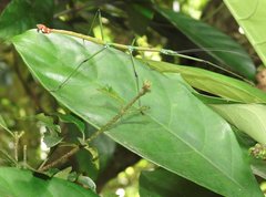 Phraortes stomphax