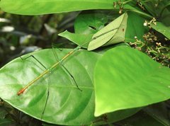 Phraortes stomphax