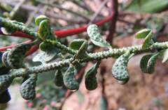 Philotheca verrucosa