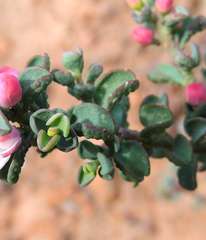 Philotheca verrucosa