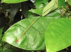 Phraortes stomphax