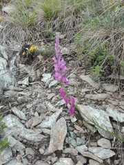 Polygala comosa