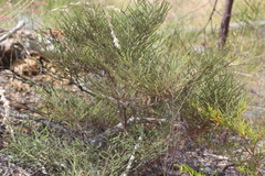 Synostemon elachophyllus