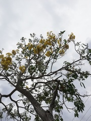 Roseodendron donnell-smithii