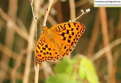 Argynnis vorax