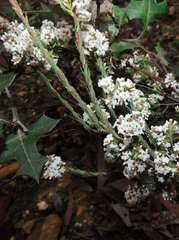Leucopogon glacialis